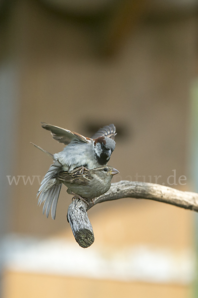 Haussperling (Passer domesticus)