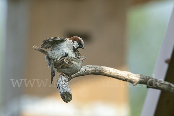 Haussperling (Passer domesticus)