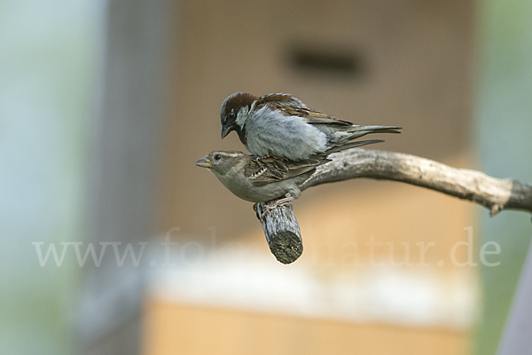 Haussperling (Passer domesticus)