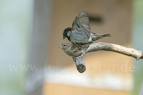 Haussperling (Passer domesticus)