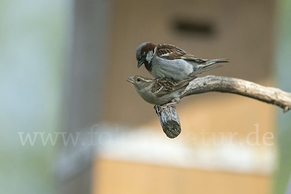 Haussperling (Passer domesticus)