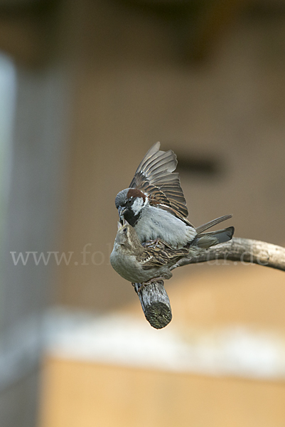 Haussperling (Passer domesticus)