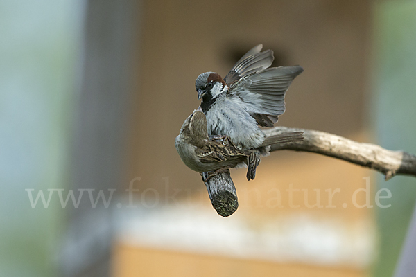 Haussperling (Passer domesticus)