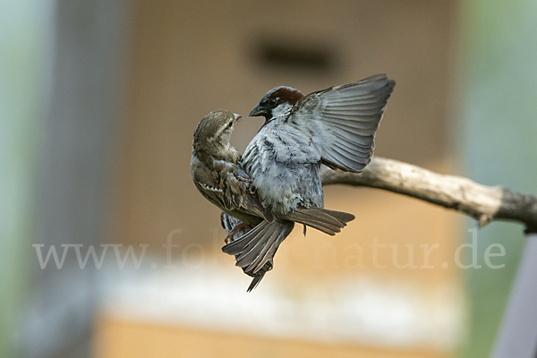 Haussperling (Passer domesticus)