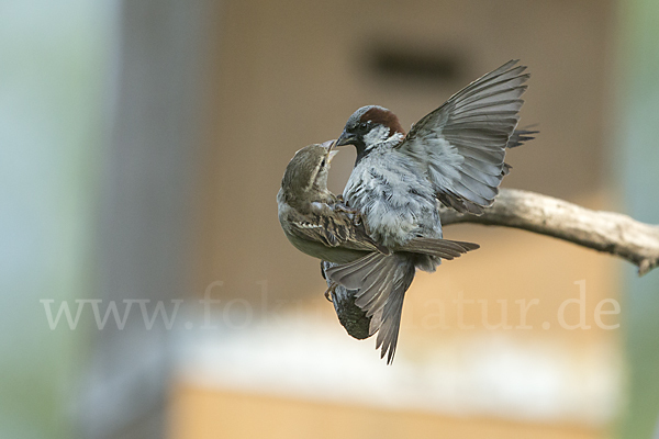 Haussperling (Passer domesticus)