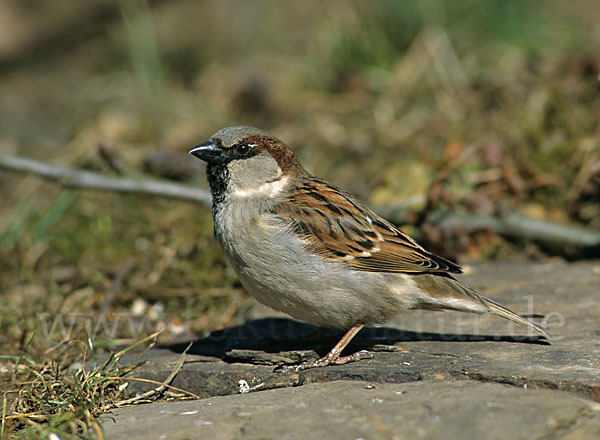 Haussperling (Passer domesticus)