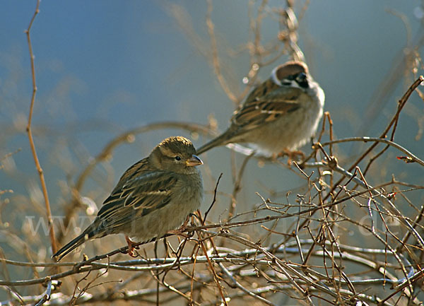 Haussperling (Passer domesticus)