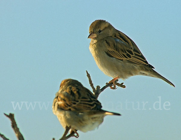 Haussperling (Passer domesticus)