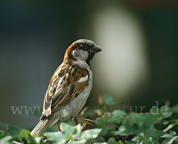 Haussperling (Passer domesticus)