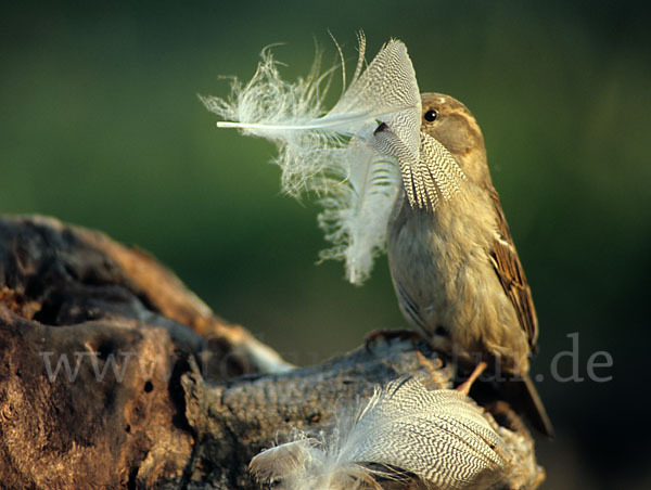 Haussperling (Passer domesticus)