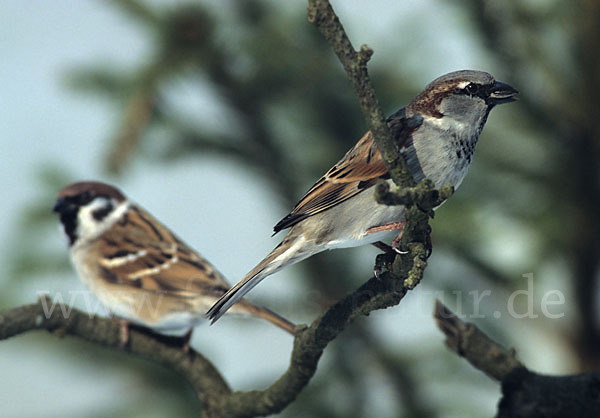 Haussperling (Passer domesticus)