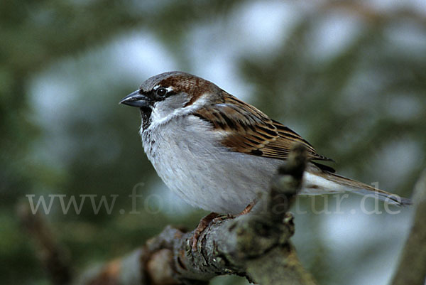 Haussperling (Passer domesticus)