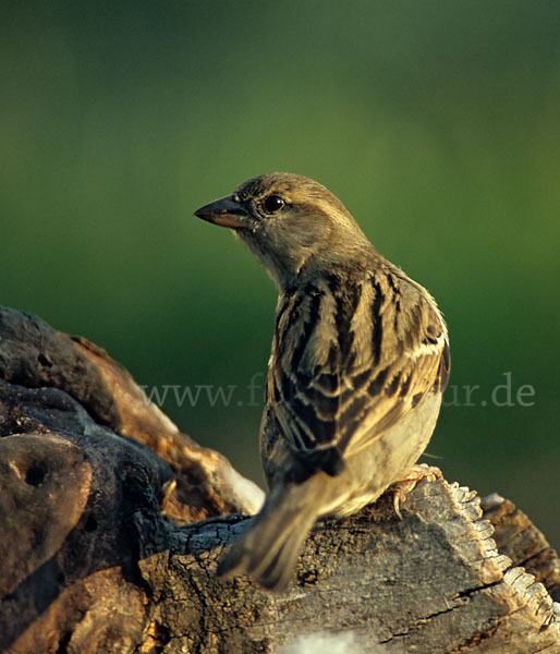 Haussperling (Passer domesticus)