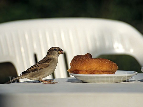 Haussperling (Passer domesticus)