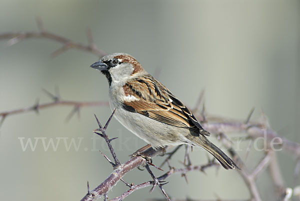 Haussperling (Passer domesticus)