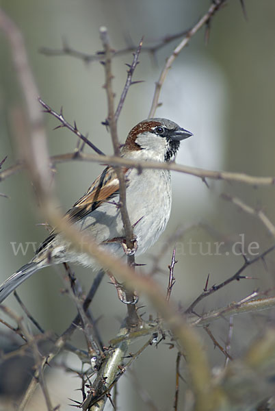 Haussperling (Passer domesticus)