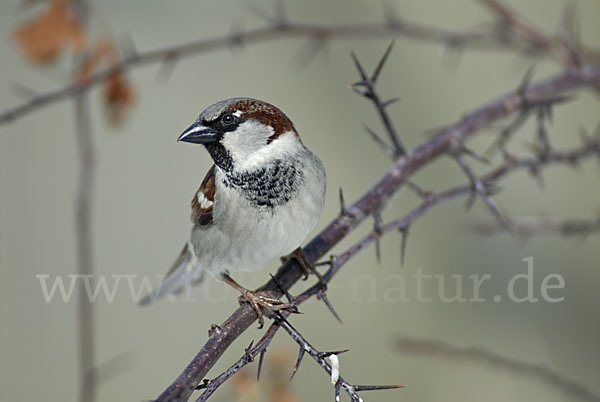 Haussperling (Passer domesticus)