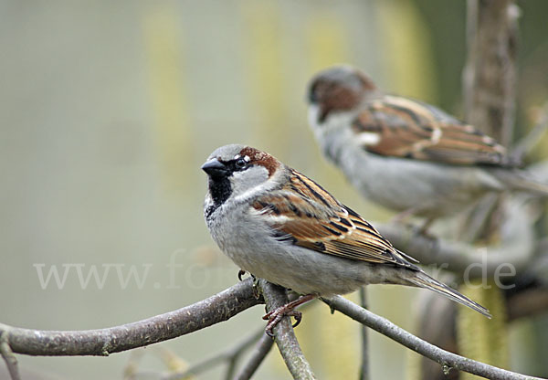 Haussperling (Passer domesticus)