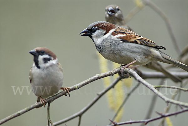 Haussperling (Passer domesticus)