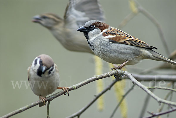 Haussperling (Passer domesticus)