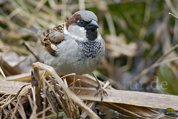 Haussperling (Passer domesticus)