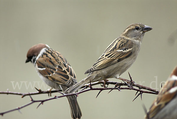 Haussperling (Passer domesticus)