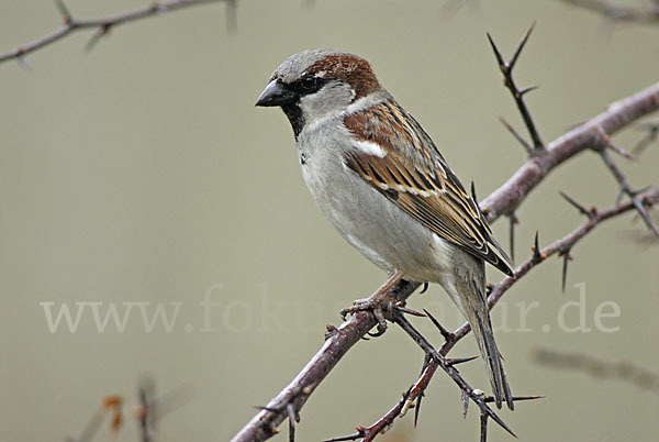 Haussperling (Passer domesticus)