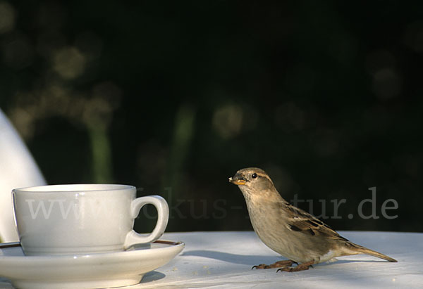 Haussperling (Passer domesticus)