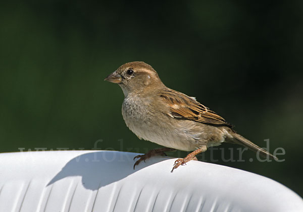 Haussperling (Passer domesticus)