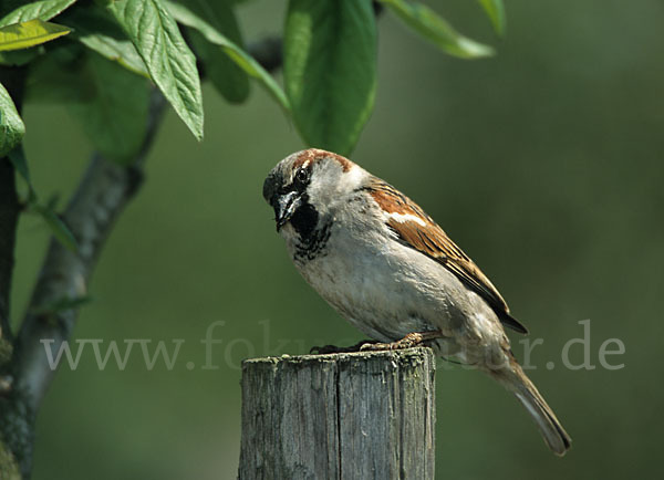 Haussperling (Passer domesticus)