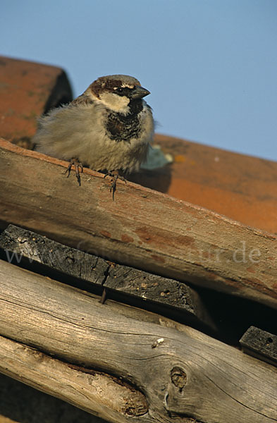 Haussperling (Passer domesticus)