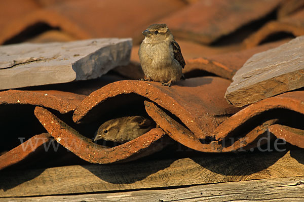 Haussperling (Passer domesticus)