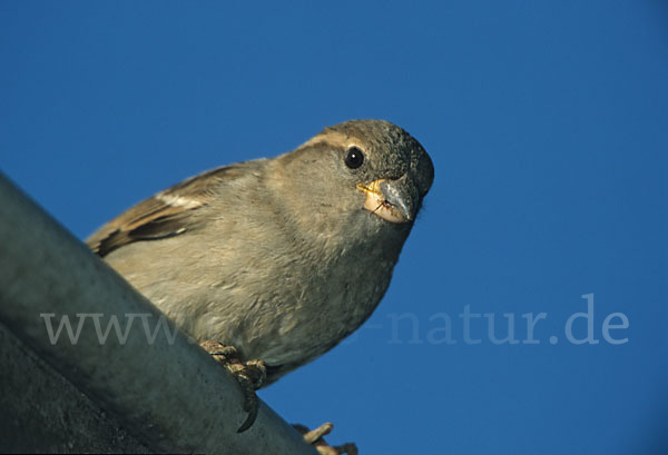 Haussperling (Passer domesticus)