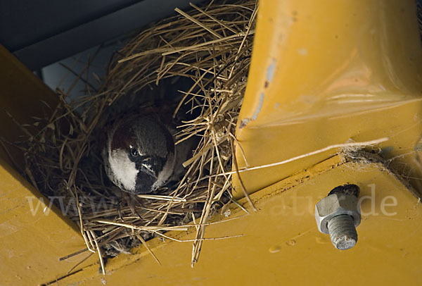 Haussperling (Passer domesticus)