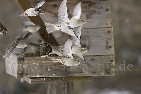 Haussperling (Passer domesticus)