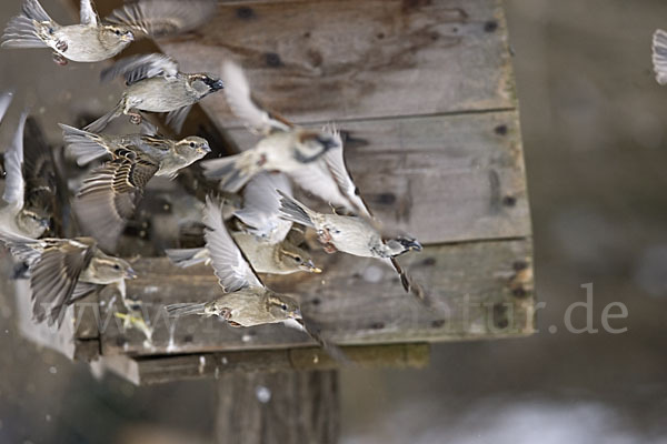 Haussperling (Passer domesticus)