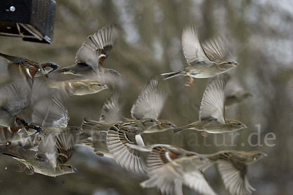 Haussperling (Passer domesticus)