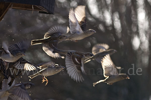 Haussperling (Passer domesticus)