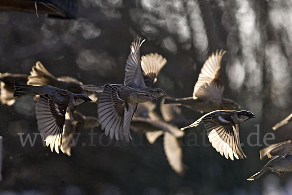 Haussperling (Passer domesticus)