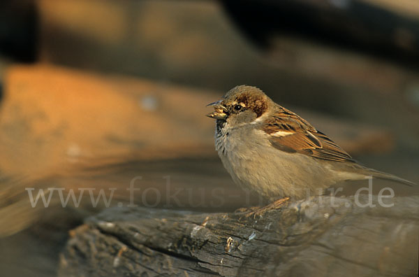 Haussperling (Passer domesticus)