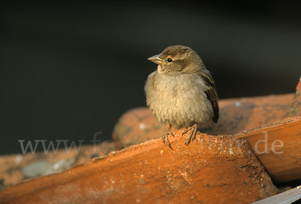 Haussperling (Passer domesticus)