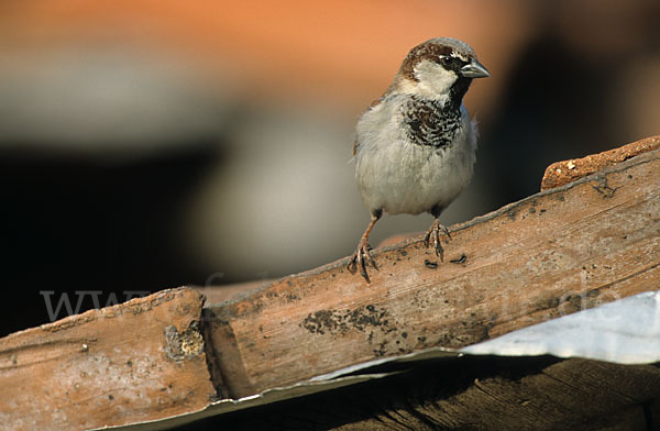 Haussperling (Passer domesticus)