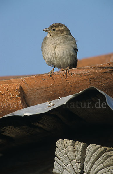 Haussperling (Passer domesticus)