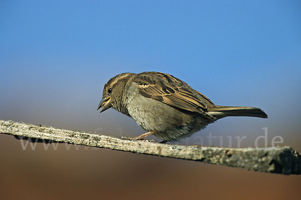 Haussperling (Passer domesticus)