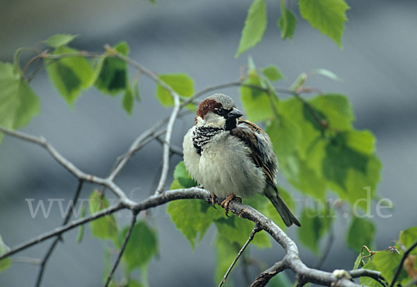 Haussperling (Passer domesticus)