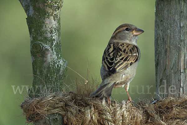 Haussperling (Passer domesticus)