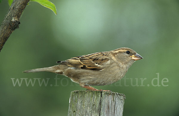 Haussperling (Passer domesticus)