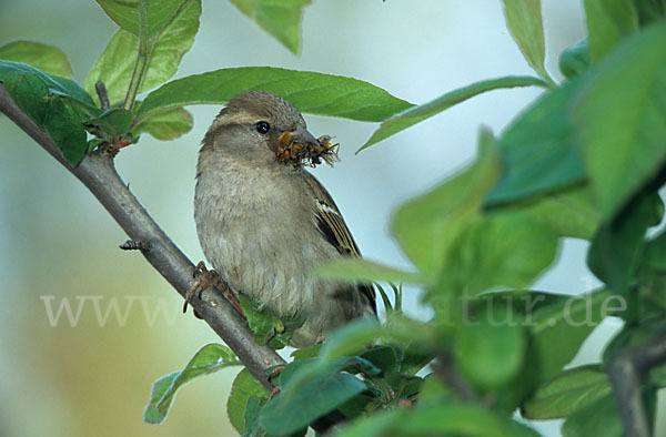 Haussperling (Passer domesticus)