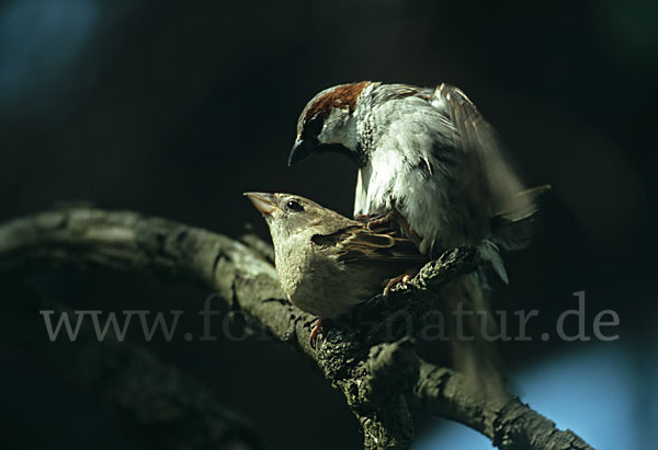 Haussperling (Passer domesticus)