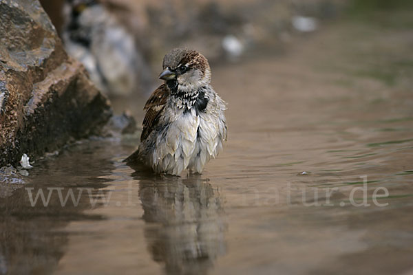 Haussperling (Passer domesticus)